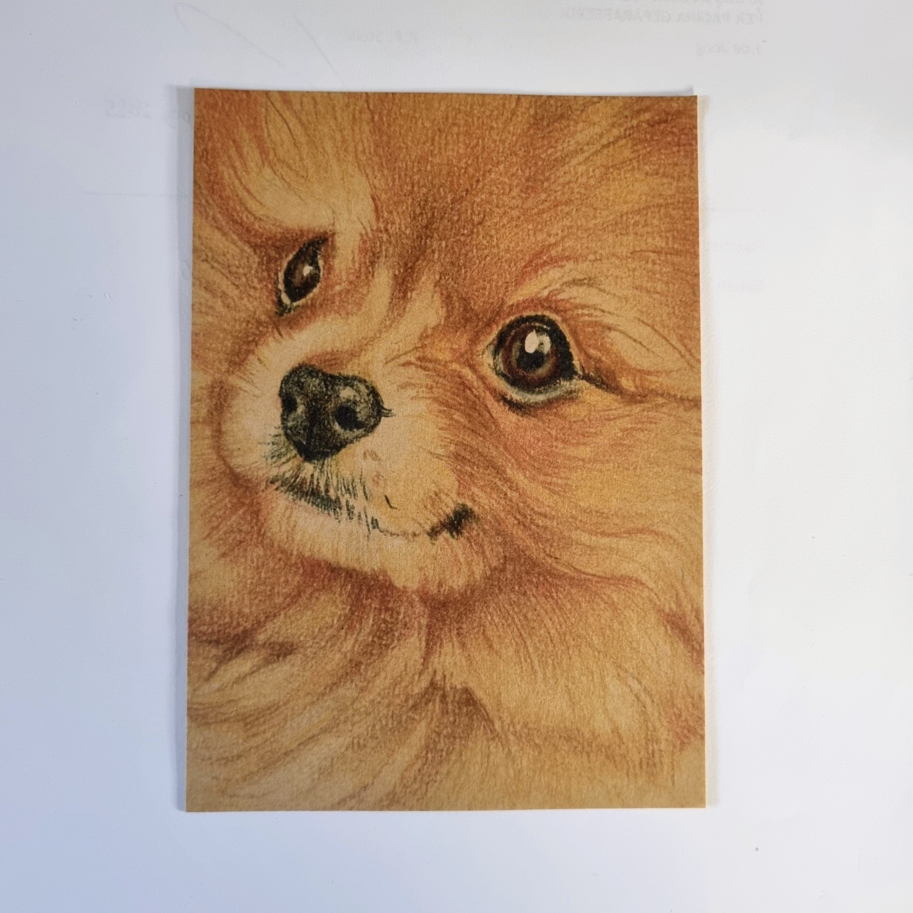 Kraftkaart A6 formaat (ansichtkaart) - kaart nummer 19 - Pomeriaan (per 5 stuks)