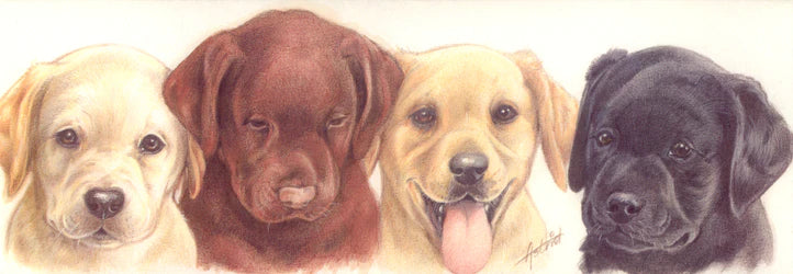 Smalle kaarten - Labrador Retrievers - per 5 stuks