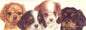 Smalle kaarten - Cavalier King Charles Spaniels - per 5 stuks