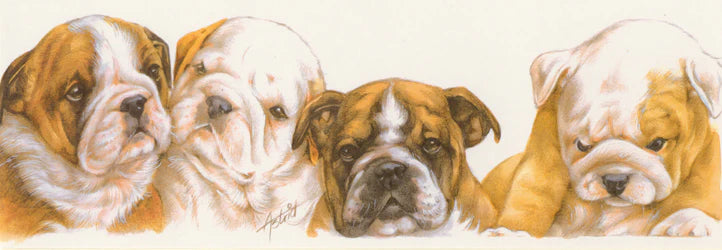 Narrow cards - English Bulldog - per 5 pieces 