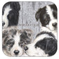 Coaster per 3 Border Collie puppies