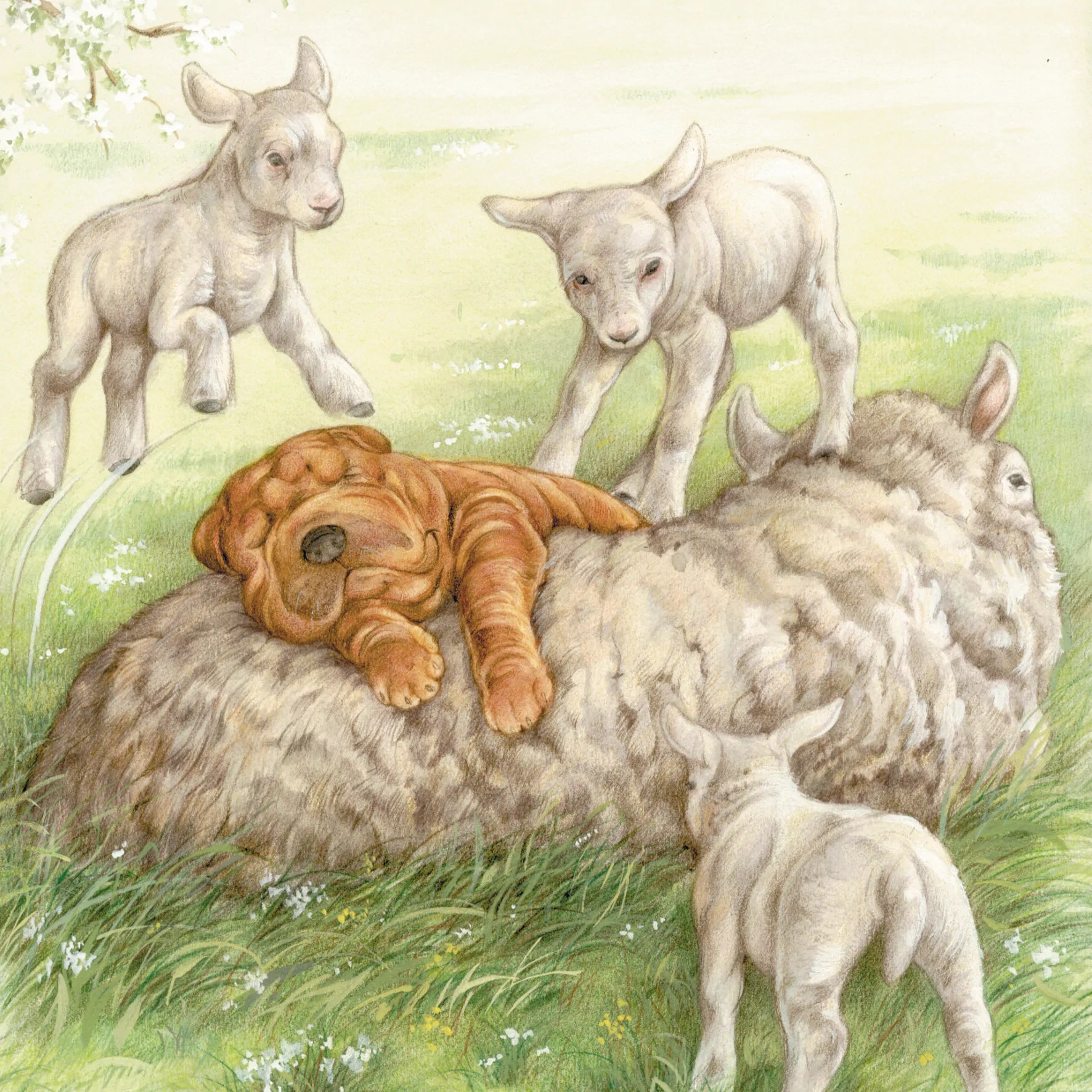 Vierkante kaart - Ligt echt heerlijk zo'n schapenwollen vachtje.