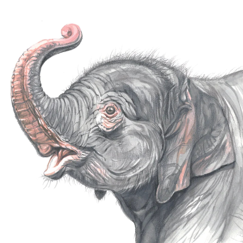 Quadratische Karte - Elefant; "Hast du mich nicht kommen gehört"?