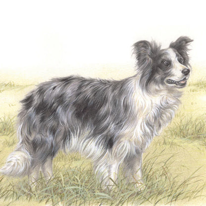 Vierkante kaart - Een schitterende Border Collie, blue Merle