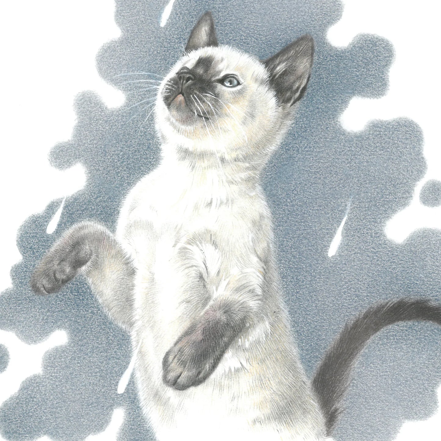 Vierkante kaart -  It's Raining Cat's - Ragdoll