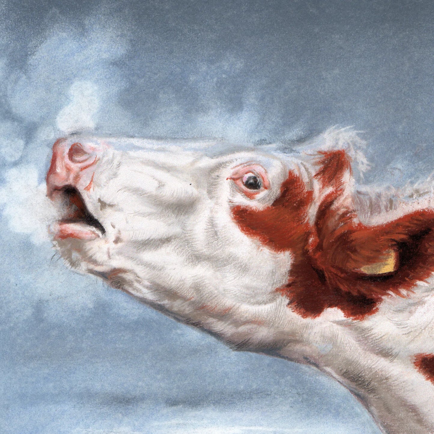 Vierkante kaart - Roodbonte koe.