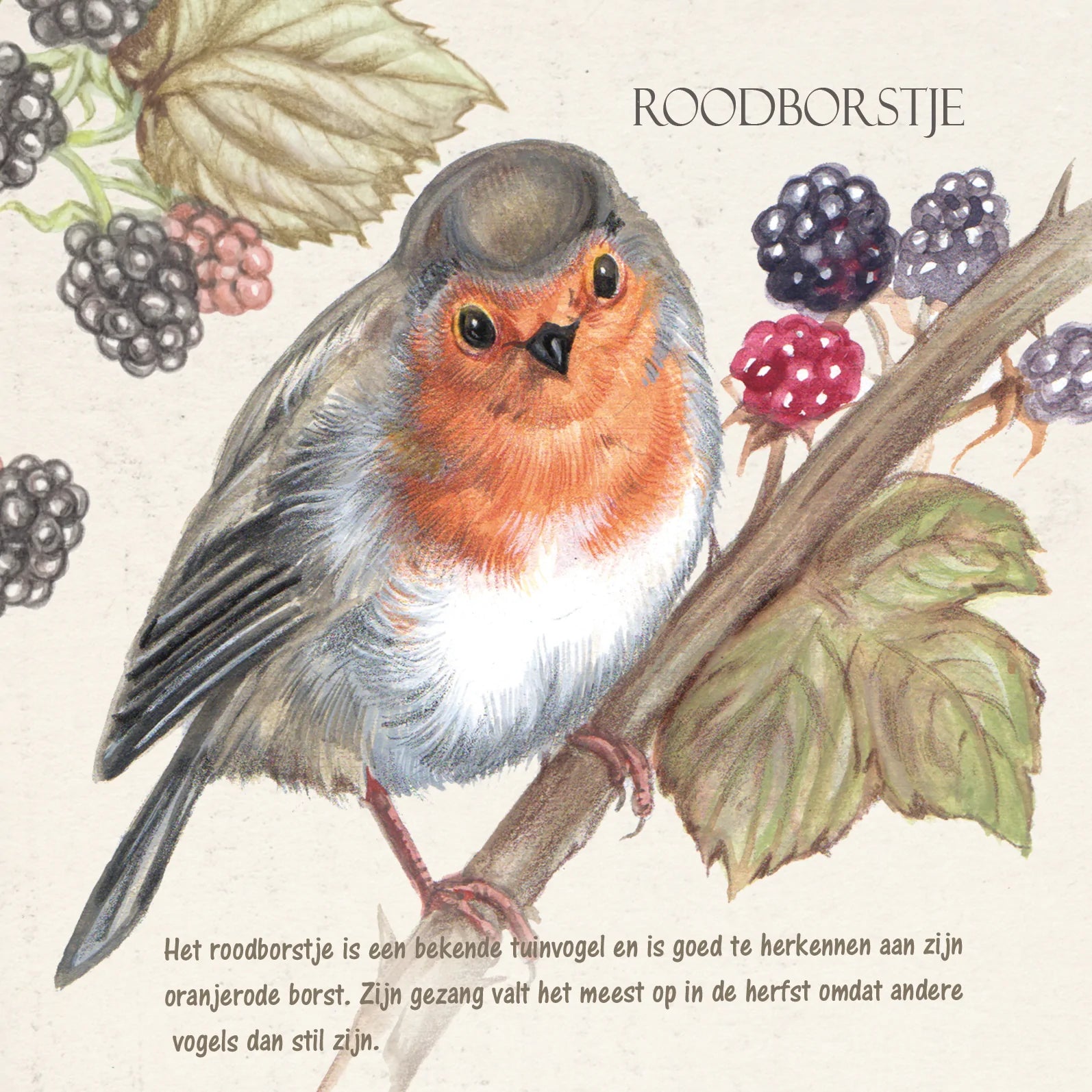 Vierkante kaart - Roodborst