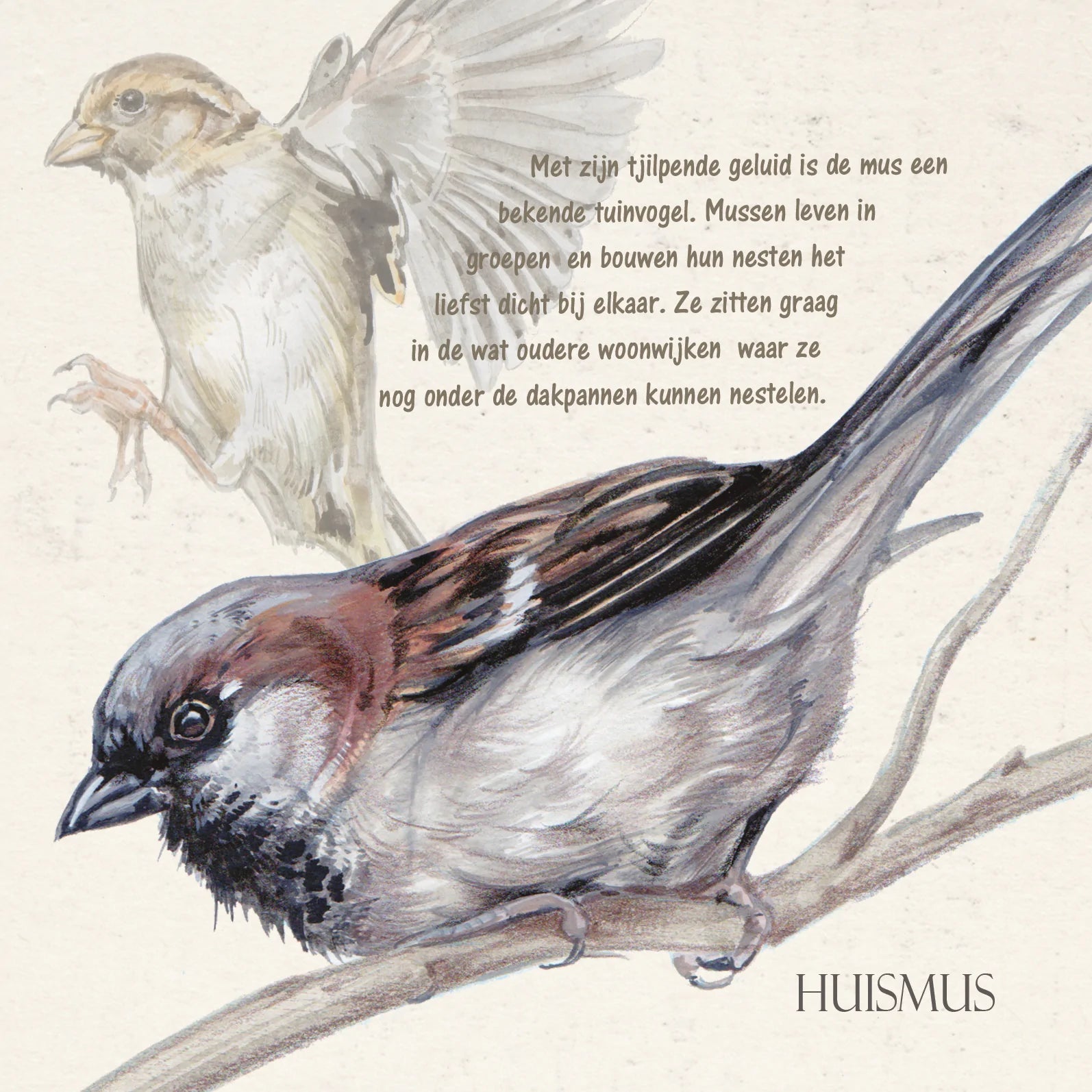 Quadratische Karte - Stubenhocker