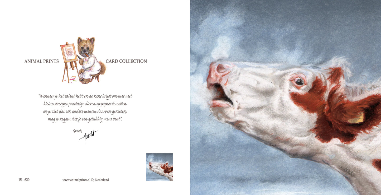 Vierkante kaart - Roodbonte koe.